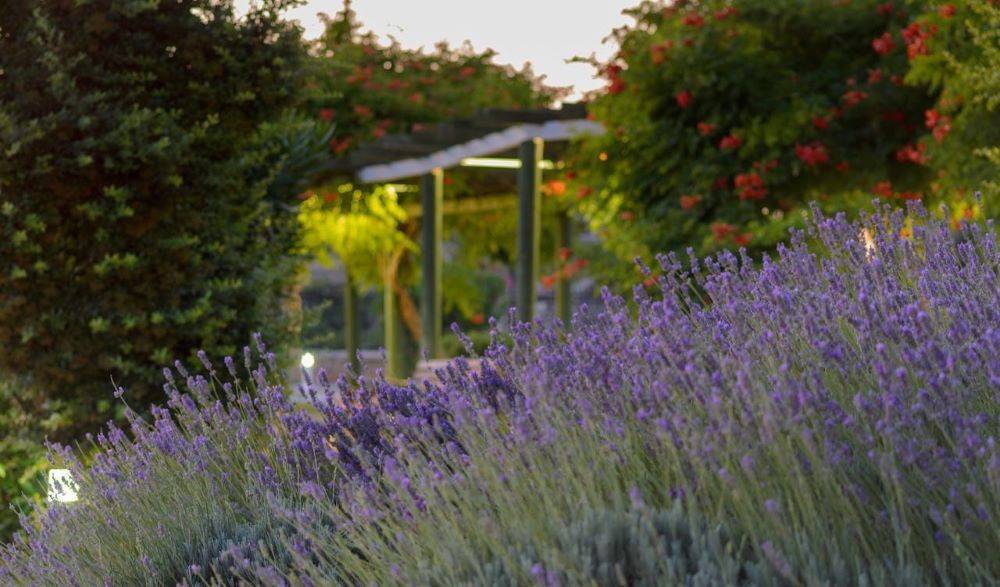 Mediterrane Gartenideen Lavendel Pergola
