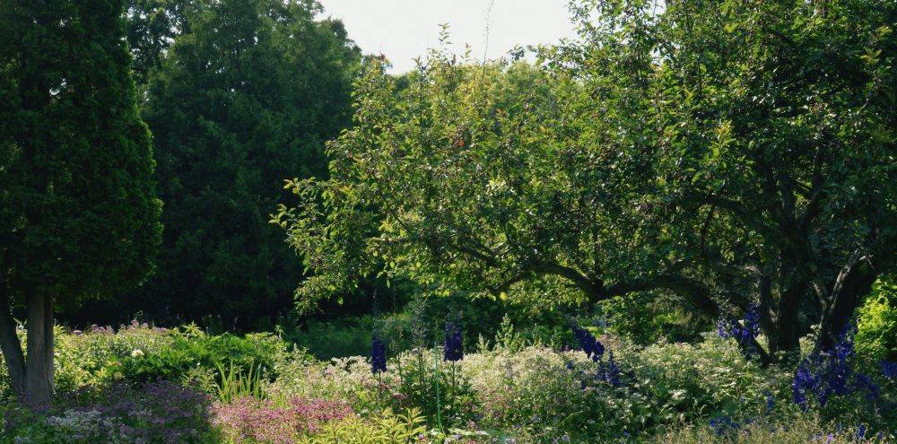 Wildwiese und Bäume als Lebensraum und Nahrungsquelle