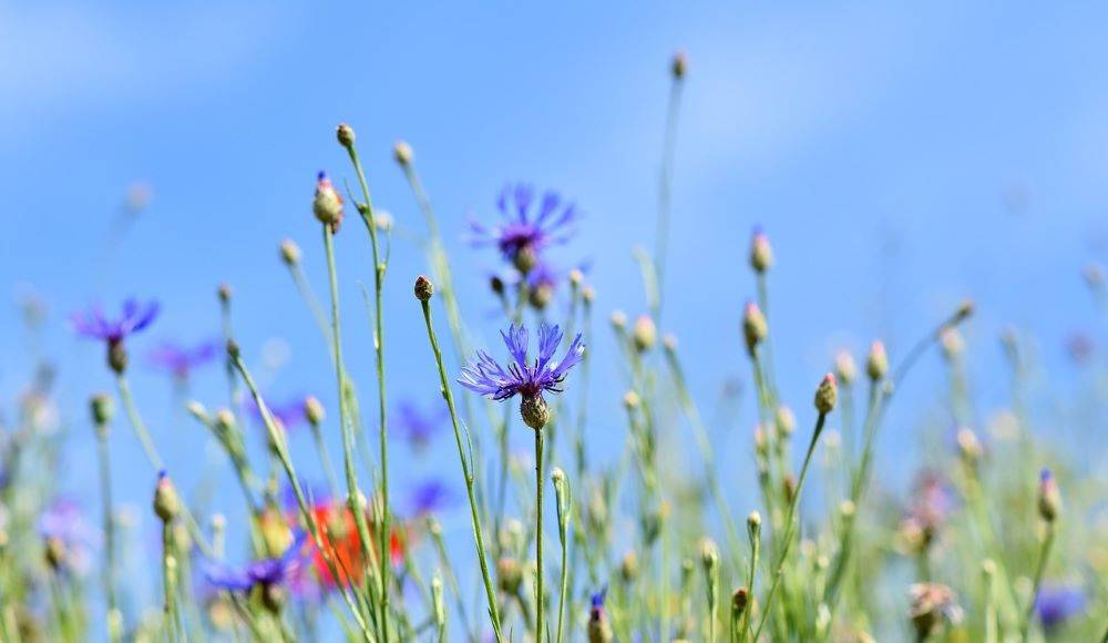 Kornblumen vor blauem Himmel
